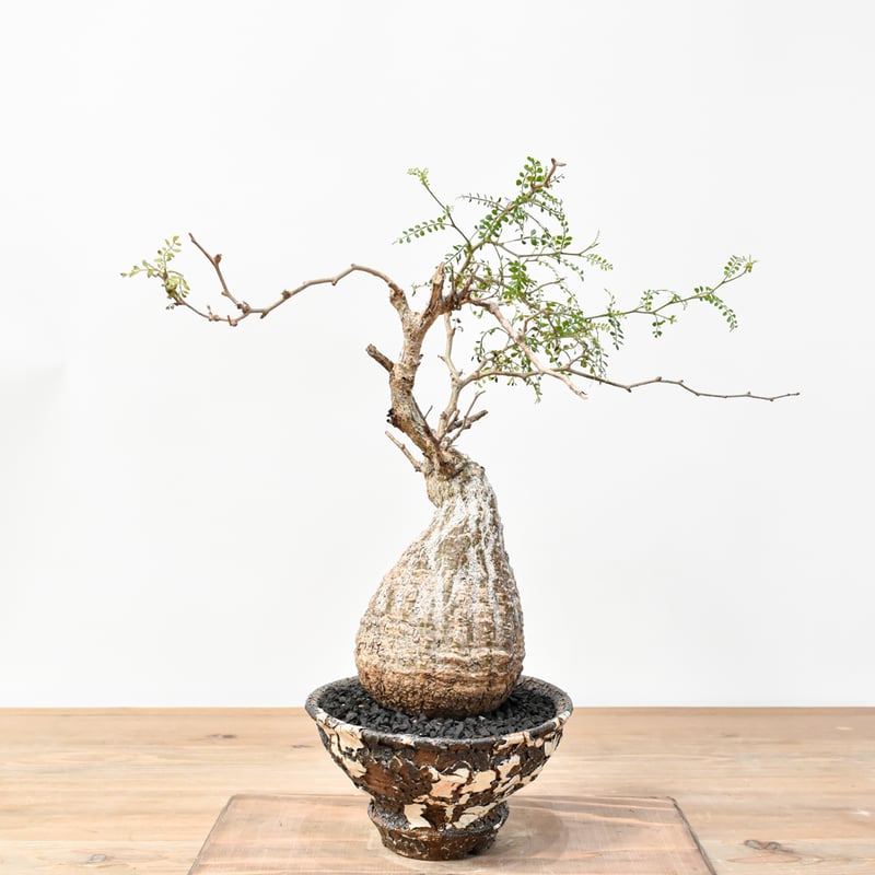 RAFLUMコレクション】オペルクリカリア パキプス 【発根済み