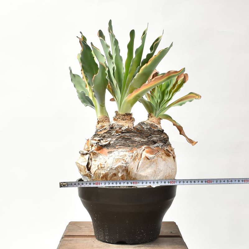 H038 激デカッ！厳選美形株！ブーファンハエマンソイデス 現地球 養生株 H038 激デカッ！厳選美形株！ブーファンハエマンソイデス 現地球 養生株