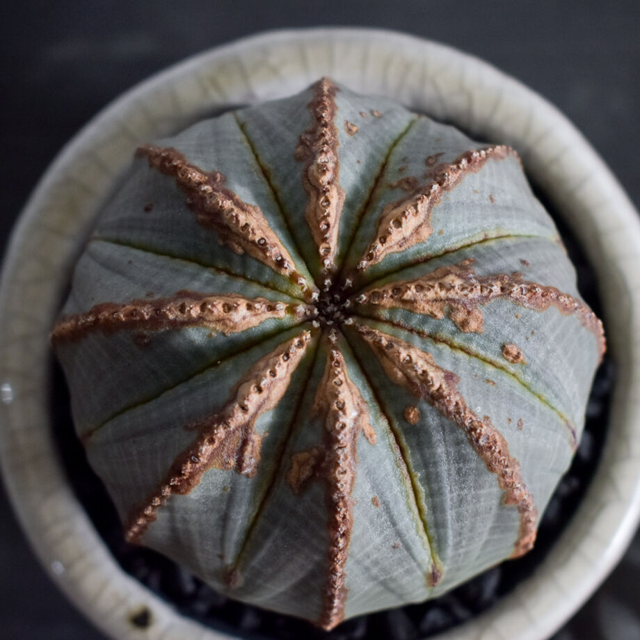 は*こ様 ユーフォルビア オベサ オールド 木質化 大株① ユーフォルビア オベサ /オールド オベサ【根強い人気！！木質化