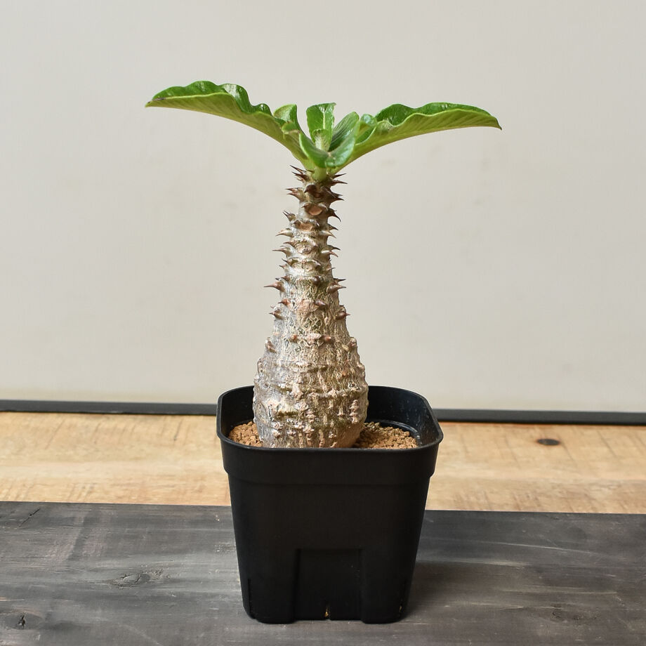 パキポディウム ウィンゾリー （実生）RF230826 | RAFLUM / ラフラム