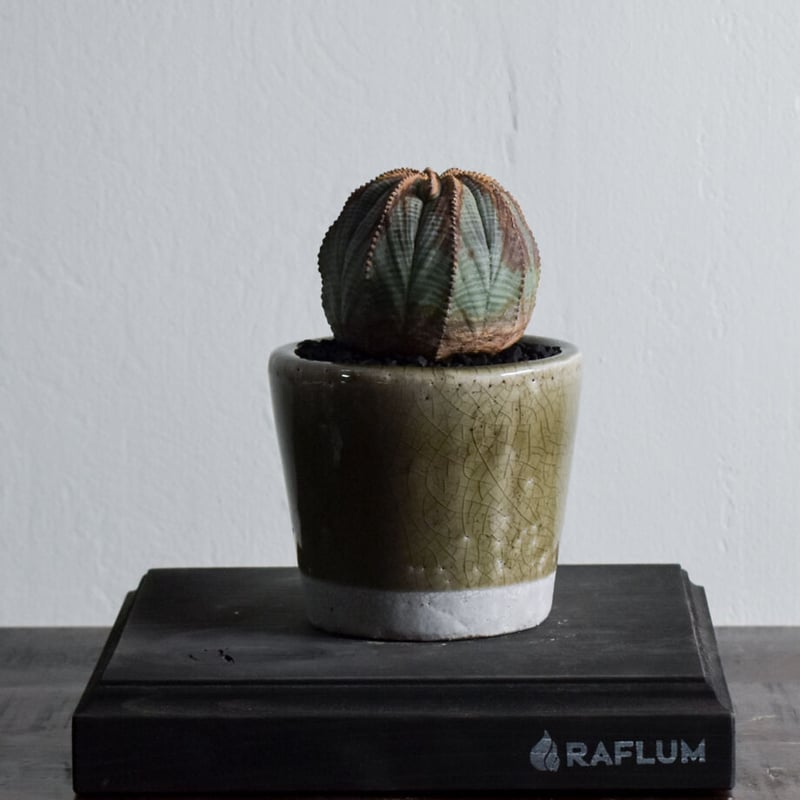 ユーフォルビア オベサ /オールド オベサ【根強い人気！！木質化の