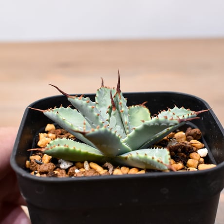 アガベ　ハイブリッド　象牙妖炎×楊貴妃　プレステラ90 ② アガベ ハイブリッド 象牙妖炎×楊貴妃 プレステラ90 ① - メルカリ