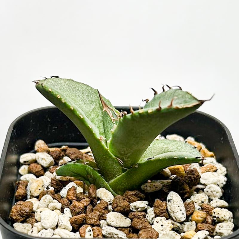 ドラゴンアガベ　実生選抜 アガベ チタノタ 