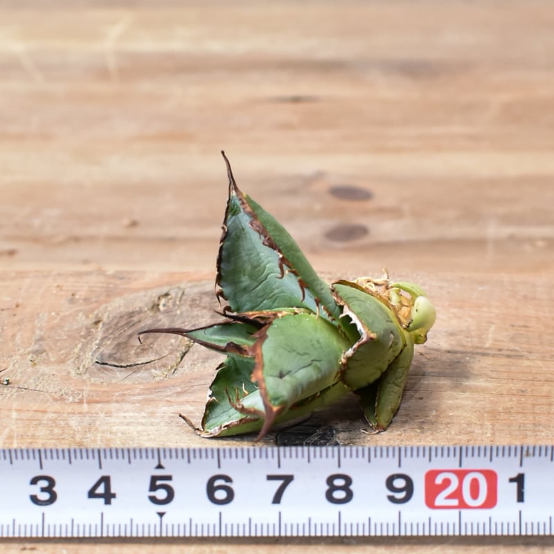 アガベ オテロイ 