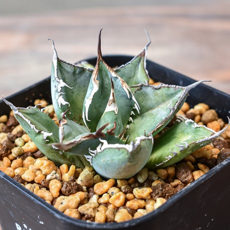 アガベ チタノタ sharkshoui シャークソウイDennis020 千鳥影 Amazon.co.jp: agave titanota sharksoui アガベ チタノタ