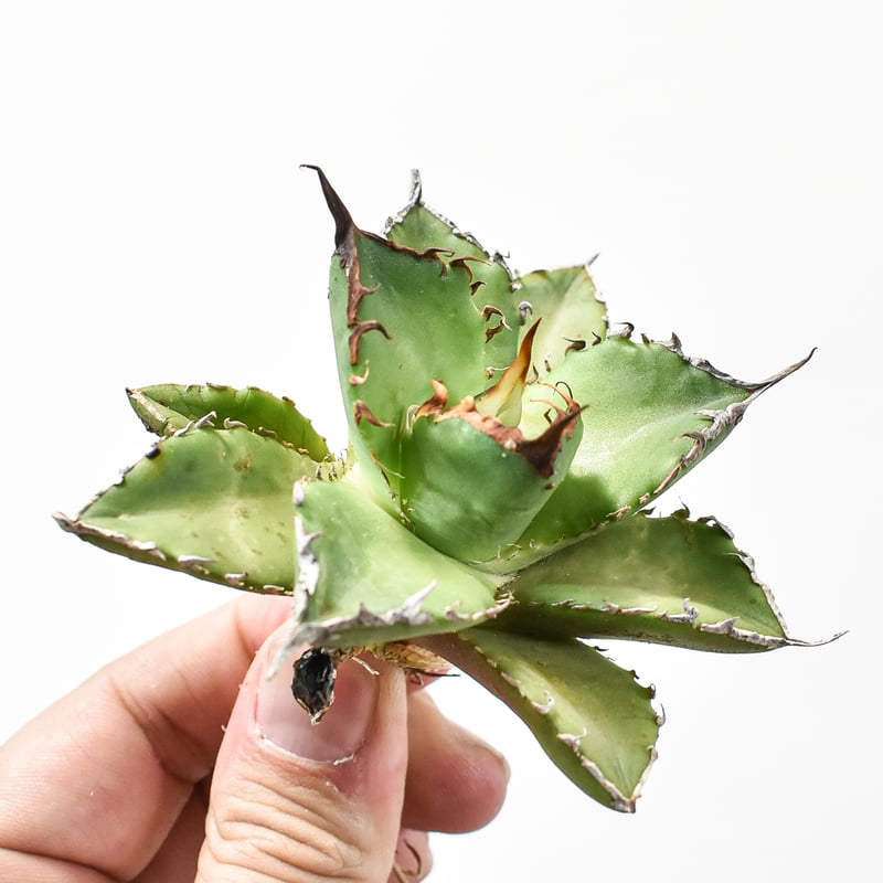 アガベ チタノタ ゼウス 