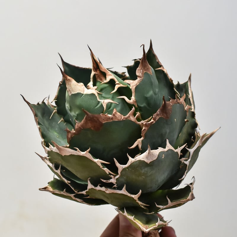 大株　タイ産　ノーネーム　オテロイ アガベ チタノタ オテロイ 