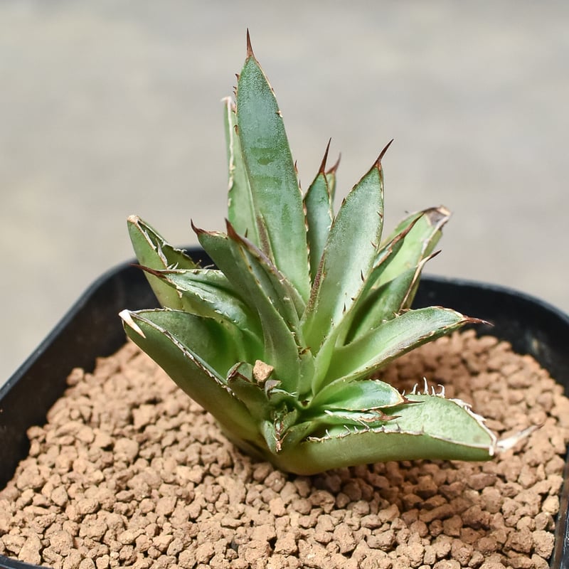 アガベ チタノタ 