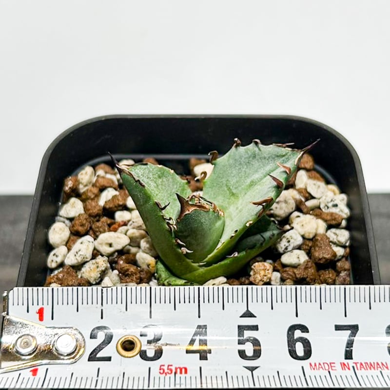 ドラゴンアガベ　実生選抜 6月1日(土)20:00~】台湾dragon agaveが育成しナンバリングした