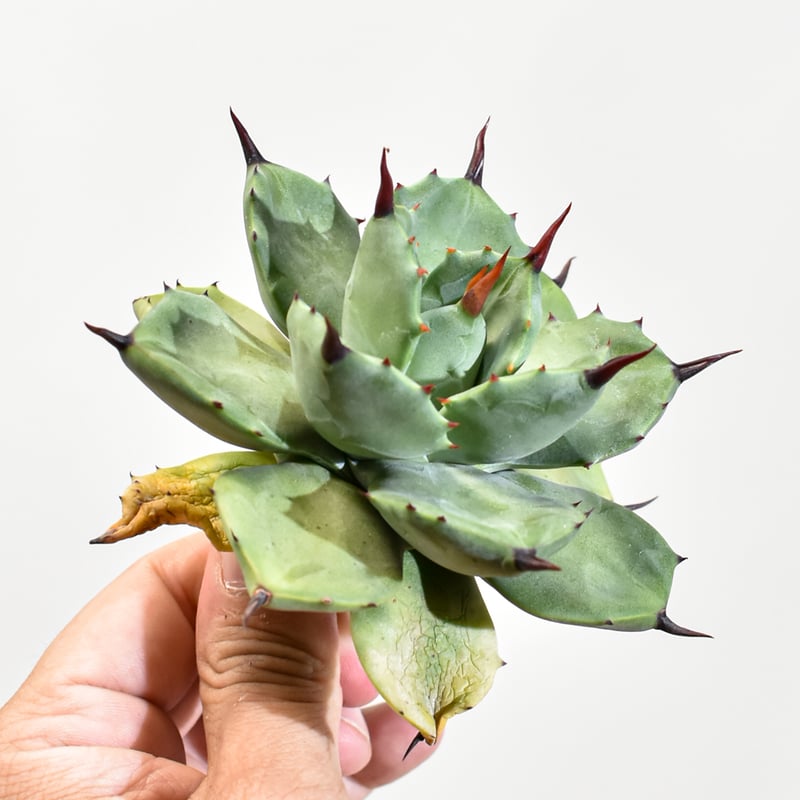 【専用】agave X仔株 アガベ hybrid マクロアカンサ×イシスメンシス/無邊刺八荒殿X甲