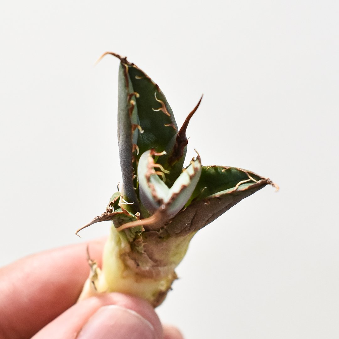 アガベ チタノタ 巨獣 【台湾 dragon agave産/抜き苗】DG2400611 | R