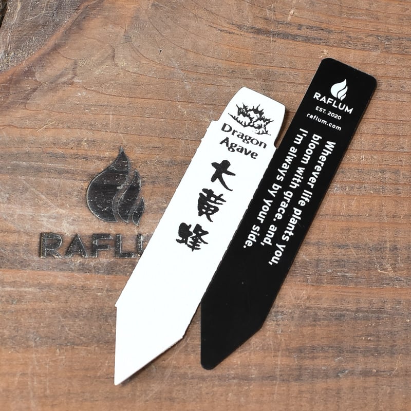 アガべ チタノタ 
