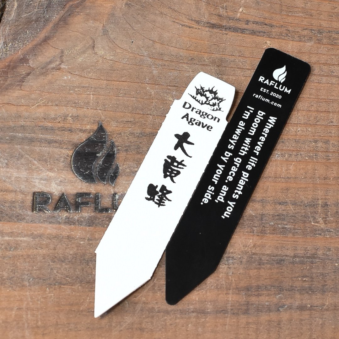 アガベ　チタノタ大黄蜂バンブルビー中株 期待値は高いが、成長が緩慢なバンブルビー🐝 秋の成長期