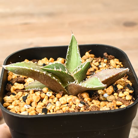 オアハカオテロイ | STORES