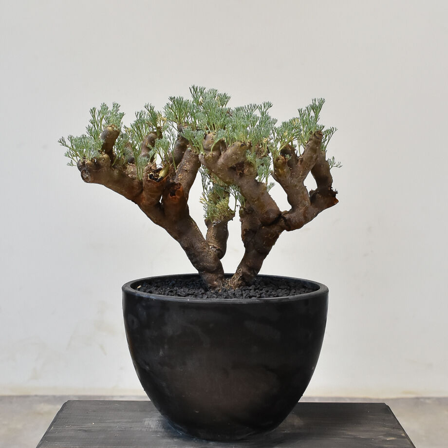 サウコカウロン ムルチフィズム(休眠移行中) Sarcocaulon