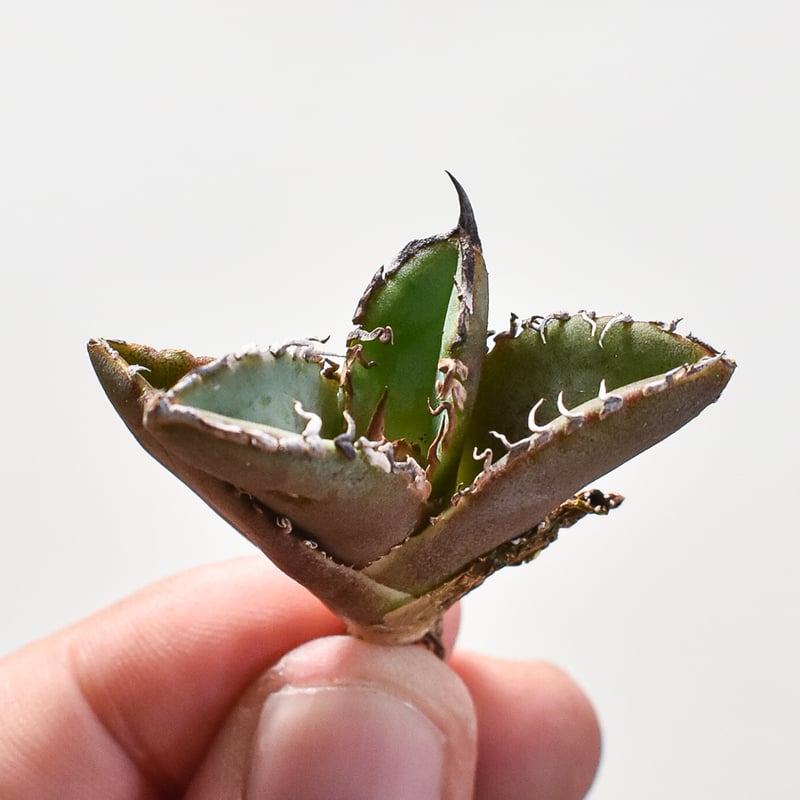 アガベ チタノタ 