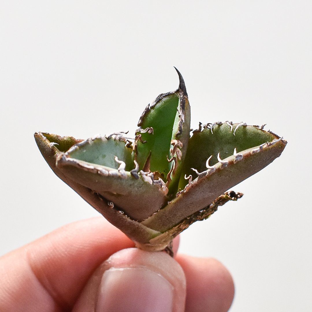 超希少台湾最高峰ナーセリーベルリン産アガベチタノタ⭐️朱雀