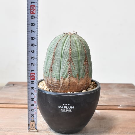 ユーフォルビア オベサ  【発根済み】HK2402397 (T)