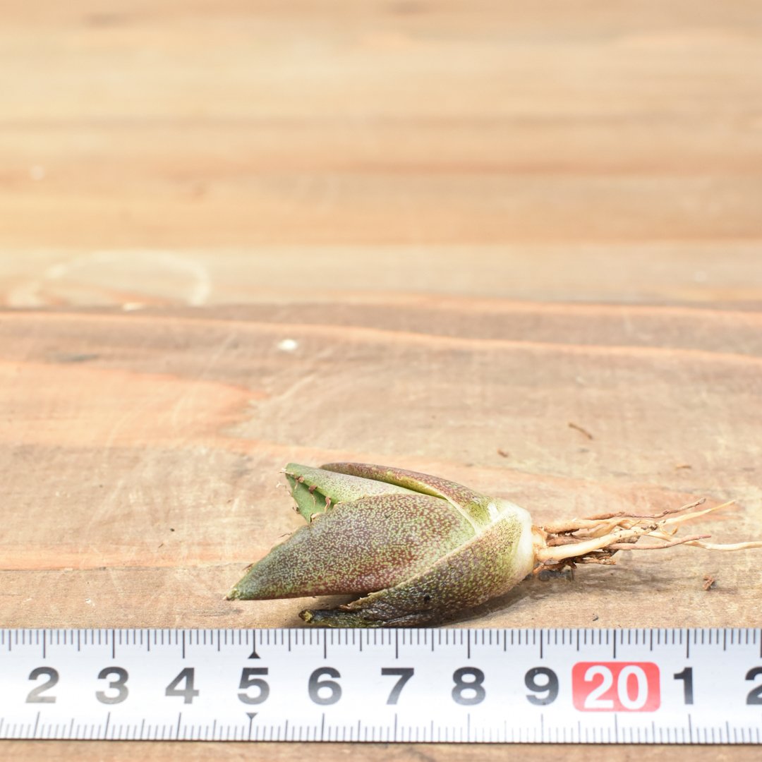 アガベ チタノタ 