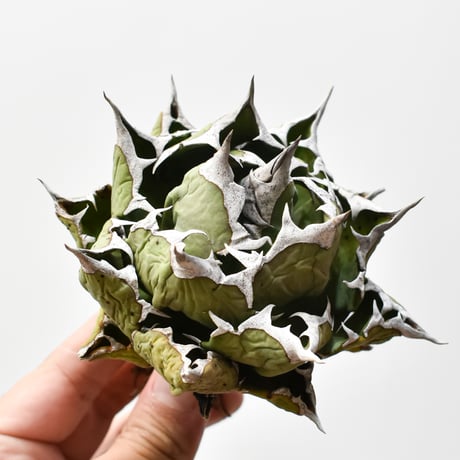 アガベチタノタ姫厳龍 | STORES