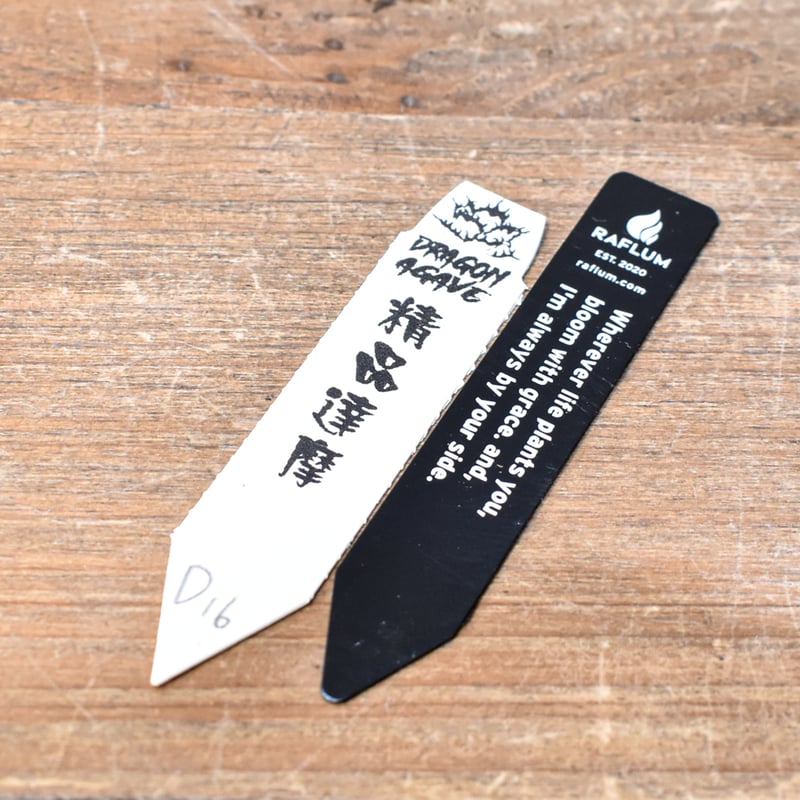 アガベ チタノタ 