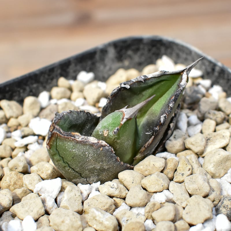 アガベ チタノタ 