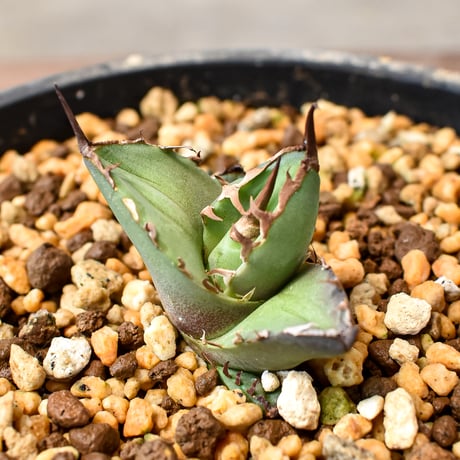 アガベ チタノタ 麻花 ブツブツ 子株 発根済み アガベ チタノタ