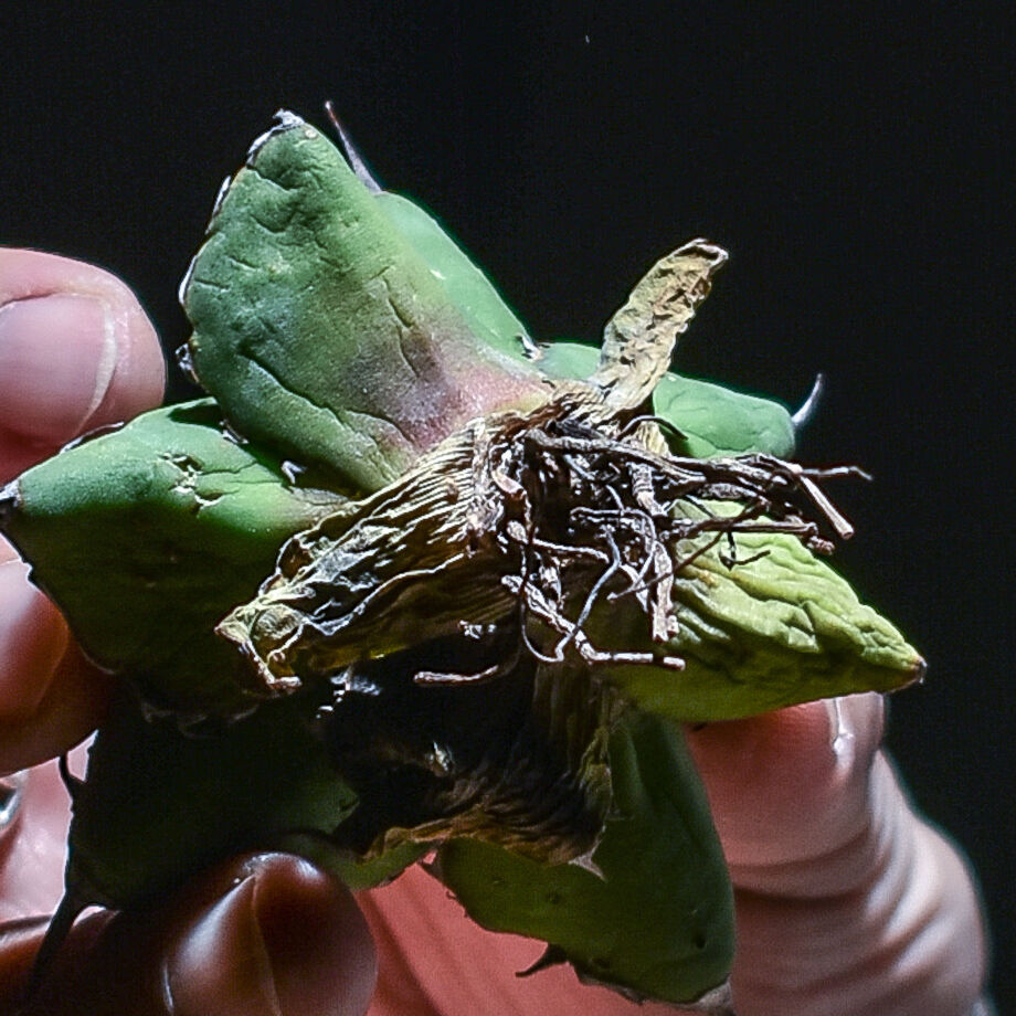 アガベ　チタノタ　BB BLACK&BLUE 大株　鉢上げしました　抜き苗発送 アガベ チタノタ BB BLACK&BLUE 大株 鉢上げしました 抜き苗発送