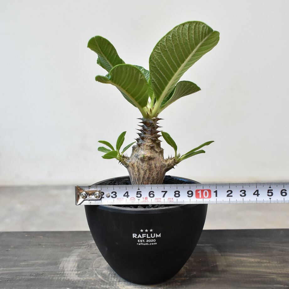 パキポディウム ウィンゾリー （実生）RF231719(T) | RAFLUM