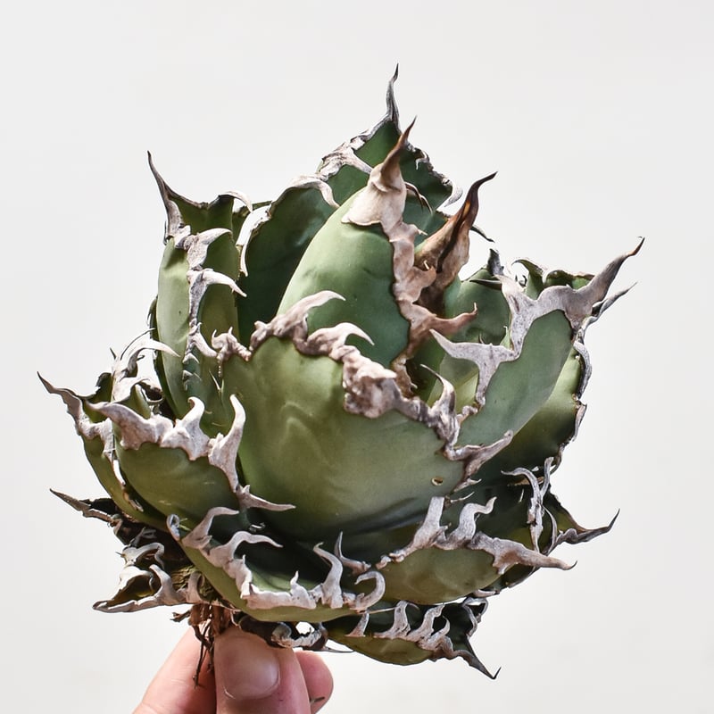 アガベ　チタノタ　シーザー　凱撒　ボール　親株　大株 アガベ・チタノタ シーザー（凱撒）中-015｜agave titanota
