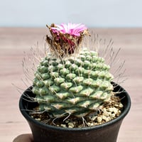ストロンボカクタス "赤花菊水" 【実生】 RFHK-374