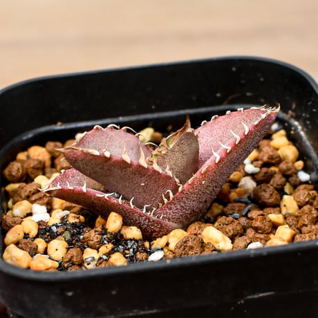 【RAFLUM育成株 5個セット】アガベ Mexico oteroi seeding / オテロイ実生 メキシコ産  【RAFLUM産/実生/子株】A2