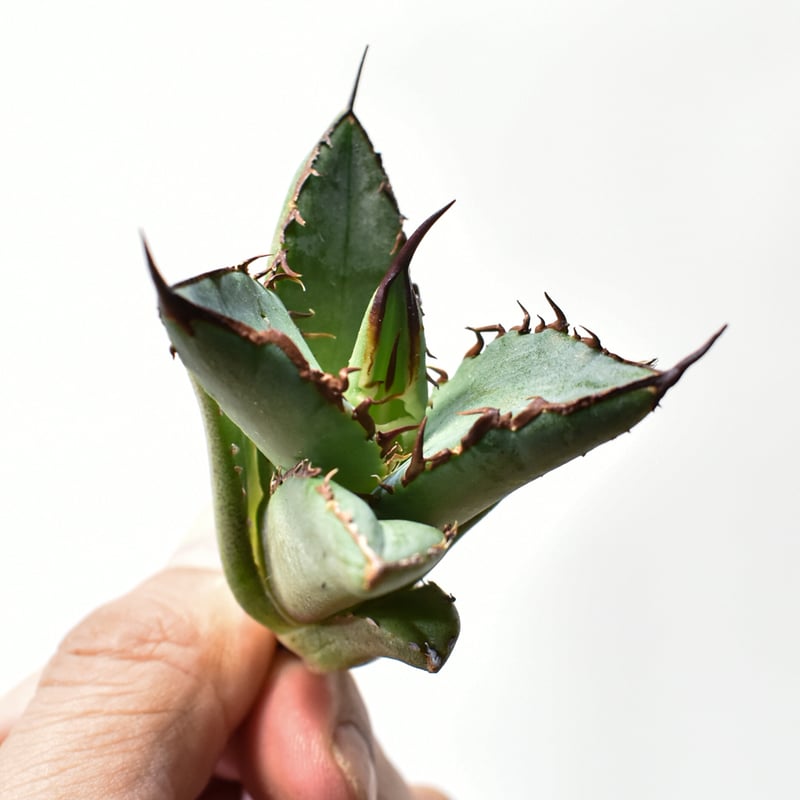 アガベ オテロイ 