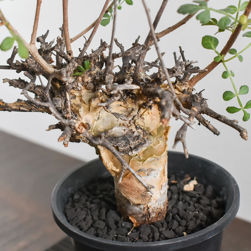 大株　コミフォラ　ピンネイトリーブス　抜き苗　発根剤 大株 コミフォラ ピンネイトリーブス 抜き苗 発根剤 高*田様 PL13