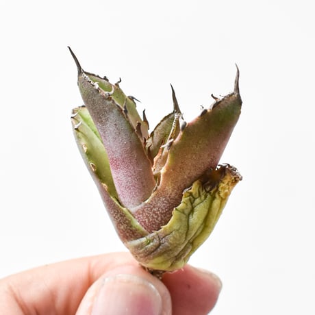 CATEGORY チタノタ 犀牛 | RAFLUM / ラフラム｜東京、大阪の塊根植物