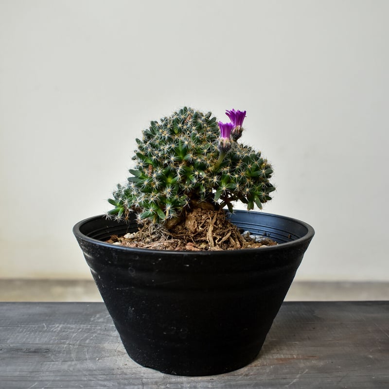 トリコディアデマ デンサム 