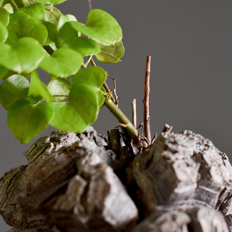 亀甲竜(ディオスコレア・エレファンティペス) 【不動の人気！塊根部が