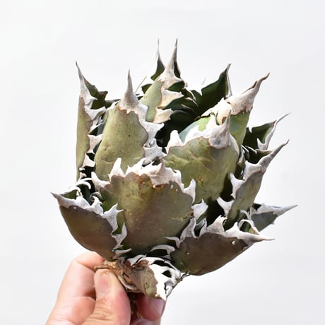 アガベ チタノタ "精品レッドキャットウィーズル" / 精品赤猫 , 精品紅猫  【台湾 dragon agave産/中株/発根済み】E09 DG25010436(T)