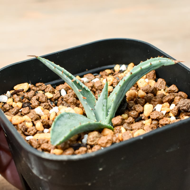 アガベ　台湾　ハイブリッド　トリシューラ アガベ ハイブリット 