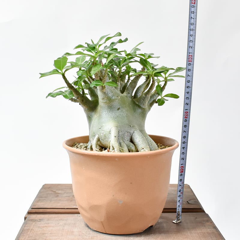 アデニウム アラビカム 