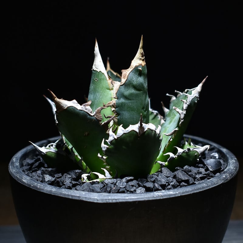 アガベ チタノタ 