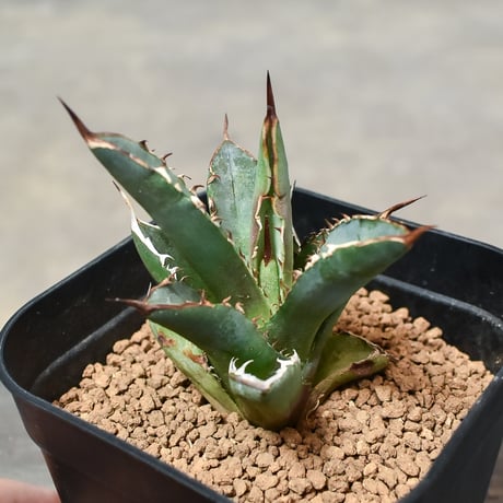 アガベ　チタノタ　ブラックドラゴン　胴切り天 活着株鉢ごと発送 アガベ チタノタ ブラックドラゴン 胴切り天 活着株鉢ごと発送