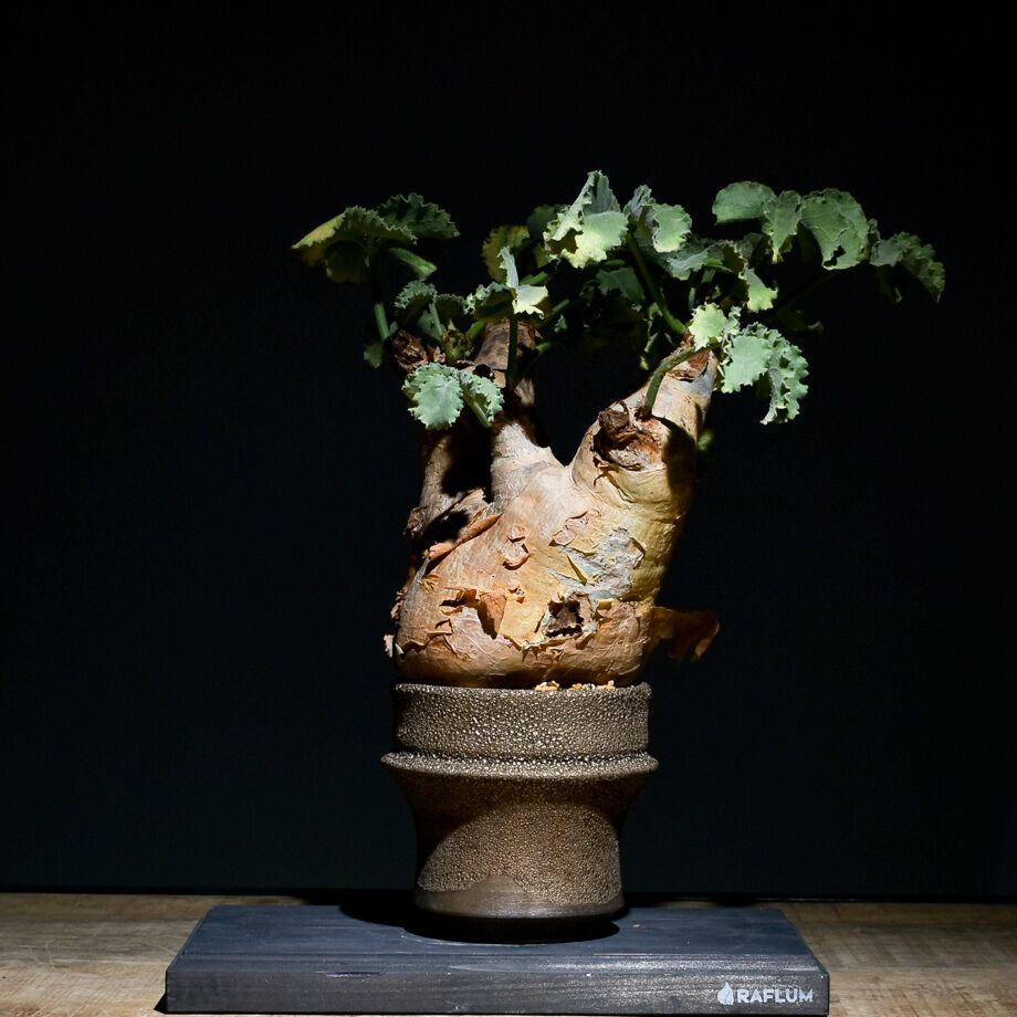 USIさま専用 キフォステンマ ウターマクロプス まん丸美株 USIさま専用 キフォステンマ ウターマクロプス まん丸美株 2025