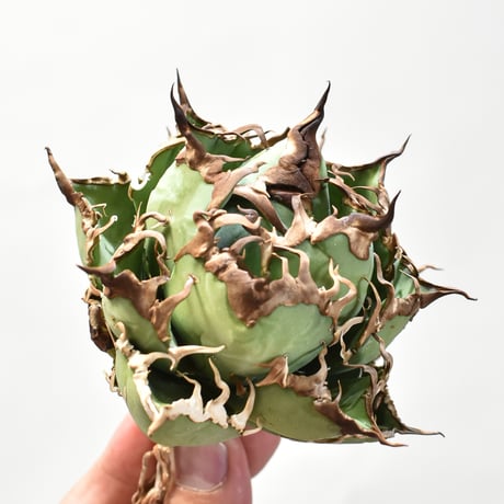 【5CLAW】アガベ チタノタ シーザー / 精品凱撒 【台湾 dragon agave産/中株/抜き苗】DG25010525