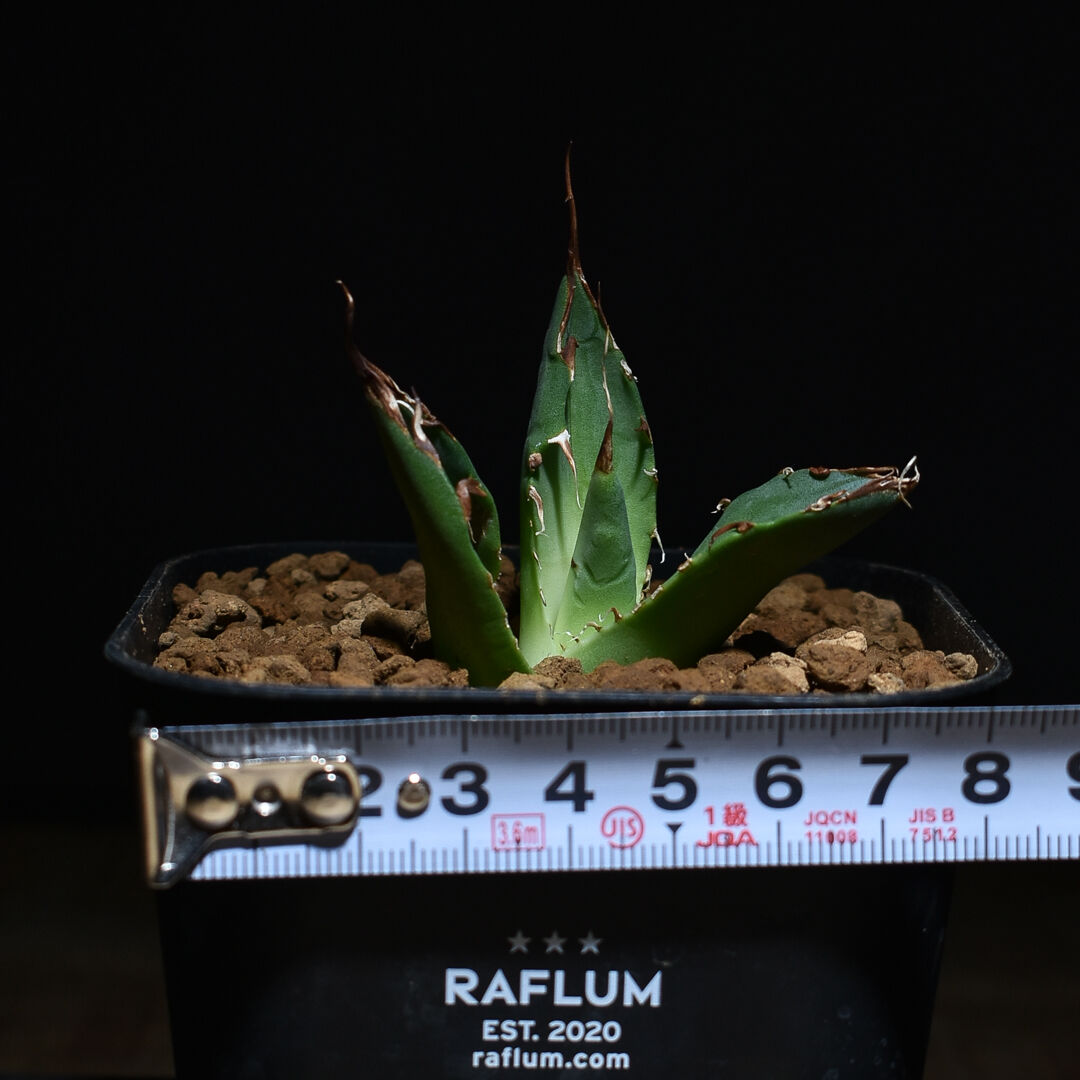 アガベ チタノタ　ハデス　恐竜牙歯 アガベ チタノタ ハデス 