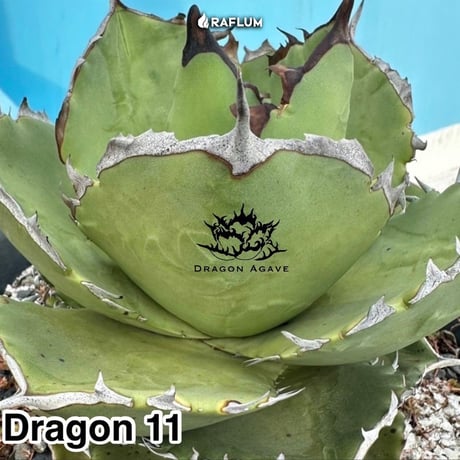 アガベ チタノタ "ドラゴン11" 【台湾 dragon agave産/発根済/子株】DG2401180(T)