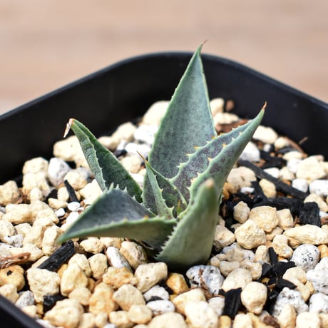 アガベ ハイブリット "邪霊" (特白肌怒雷神×血妖) 【台湾botanical_seeker産】RF25011796