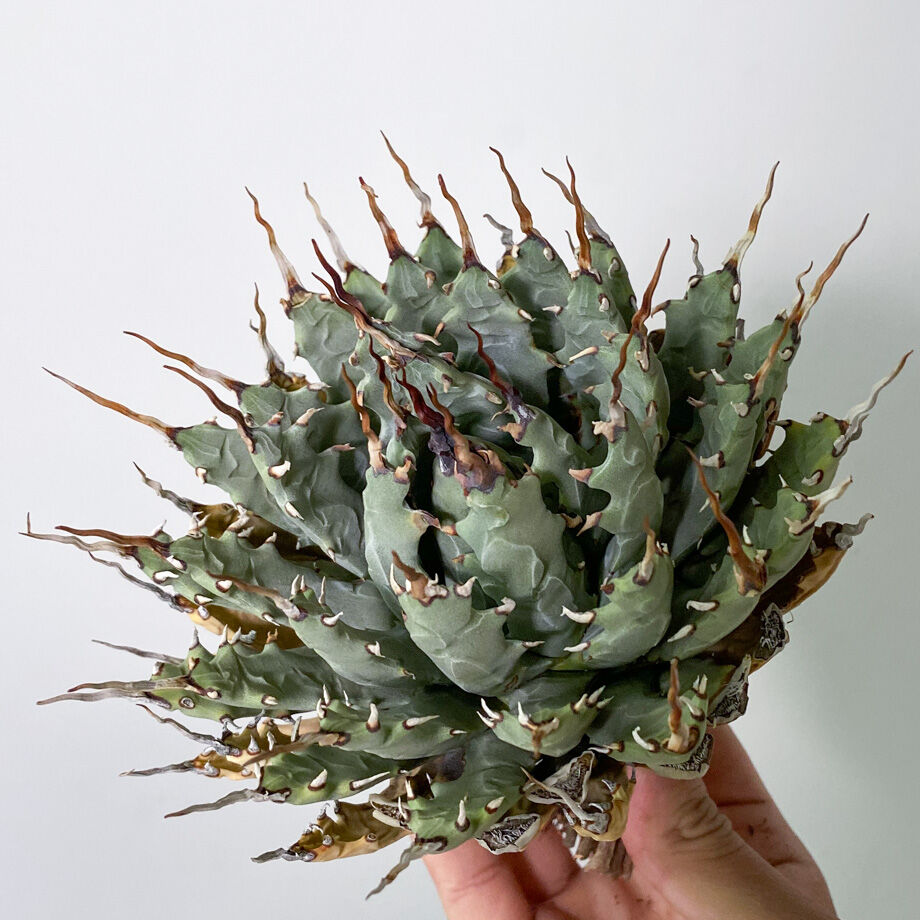 Agave アガベ ユタエンシス エボリスピナ 現地球 抜き苗 fit=scale-down,w=1200