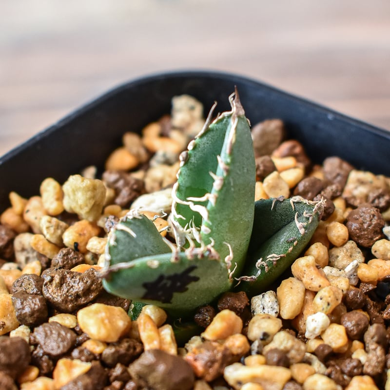 アガベ チタノタ 