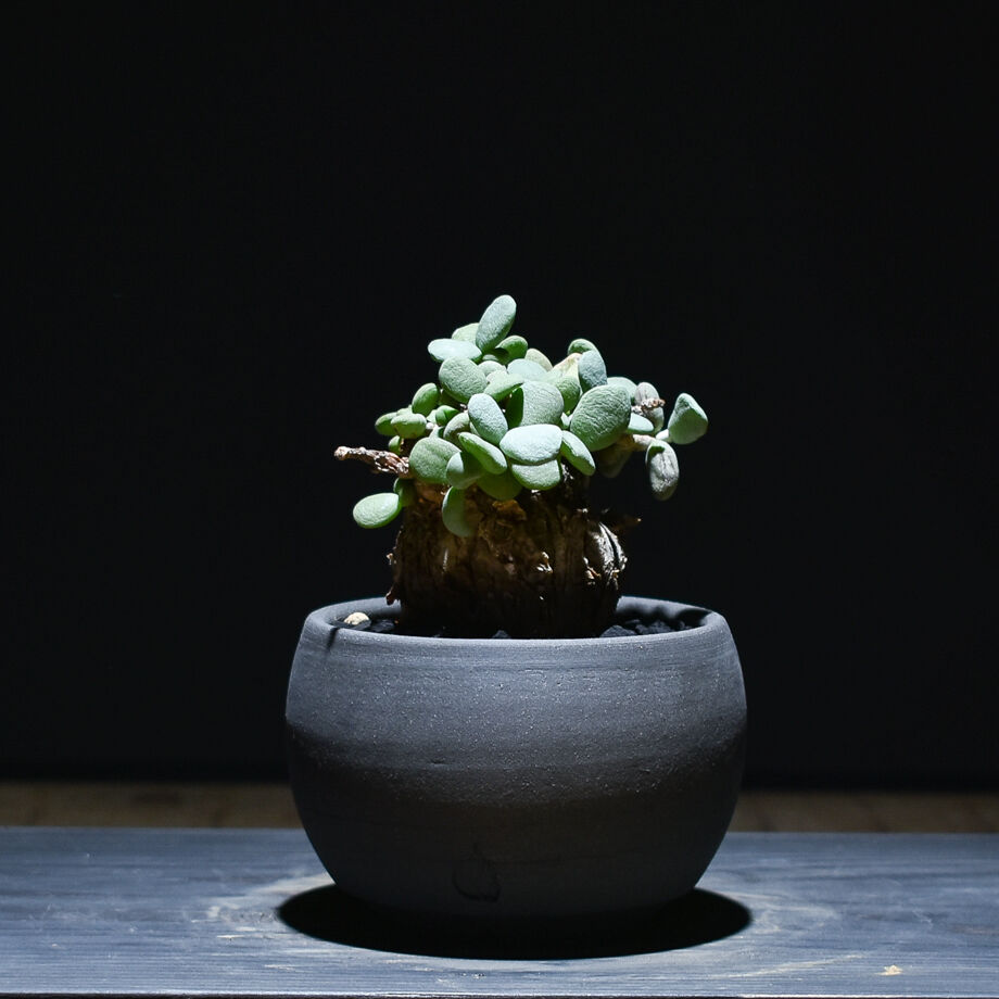 ケラリア ピグマエア （発根済）RF221007 | RAFLUM / ラフラム｜東京